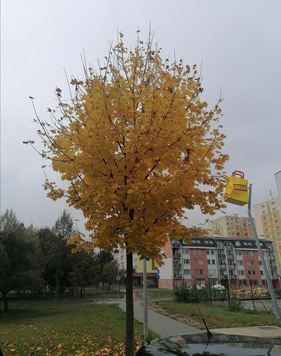 symbol obchodného reťazca na strome?