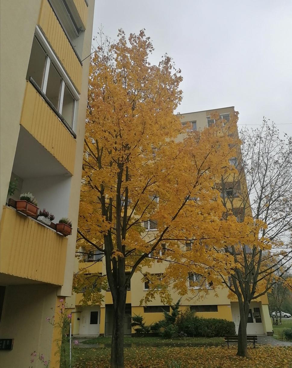 "objatie" stromu a paneláka