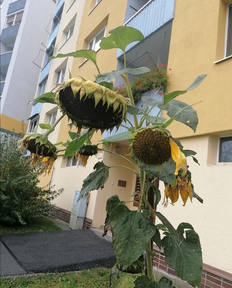 tieto zrovna drobné nie sú... Ale tiež žlté!
