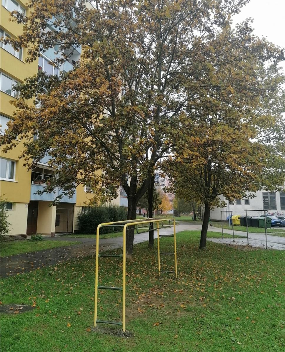 Obrázok blogu