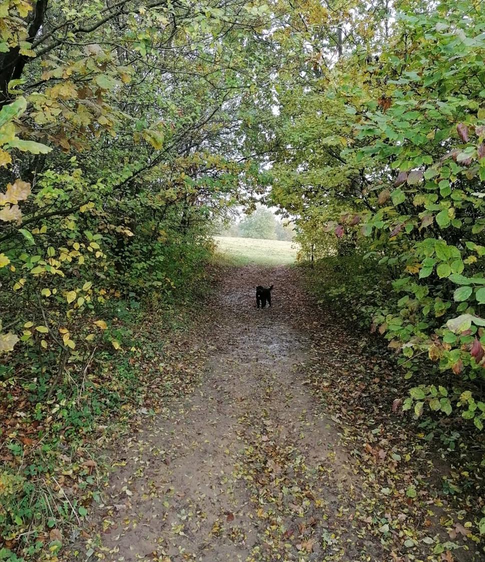 "tunel" na hornú lúku