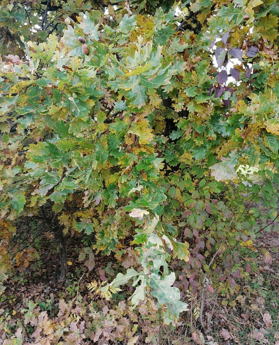 žltá v tejto dubine nevyzerá byť zdravá