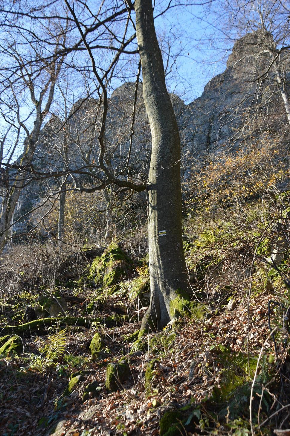 Obrázok blogu