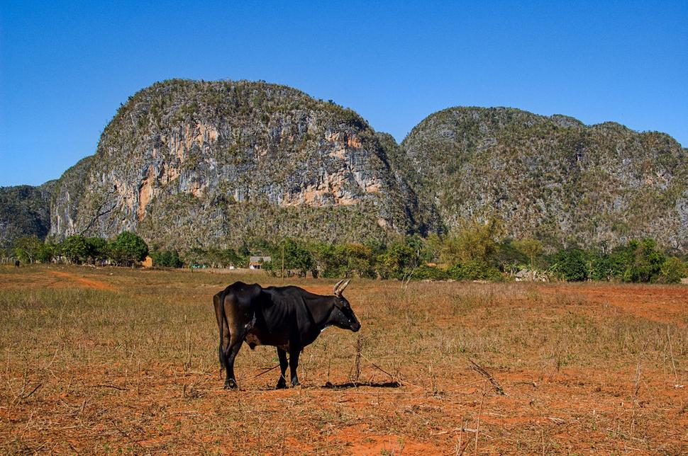 Krajine po ktorej cestujeme dominujú vápencové kuželovité hory, dvíhajúce sa ostro nad rovinu do výšky až 100 metrov. Hovoria im "mogotes" (kopy, hromady). Sú pokryté tropickou vegetáciou a pripomínajú chrbáty slonov. Vznikli pred 150 miliónmi rokov.