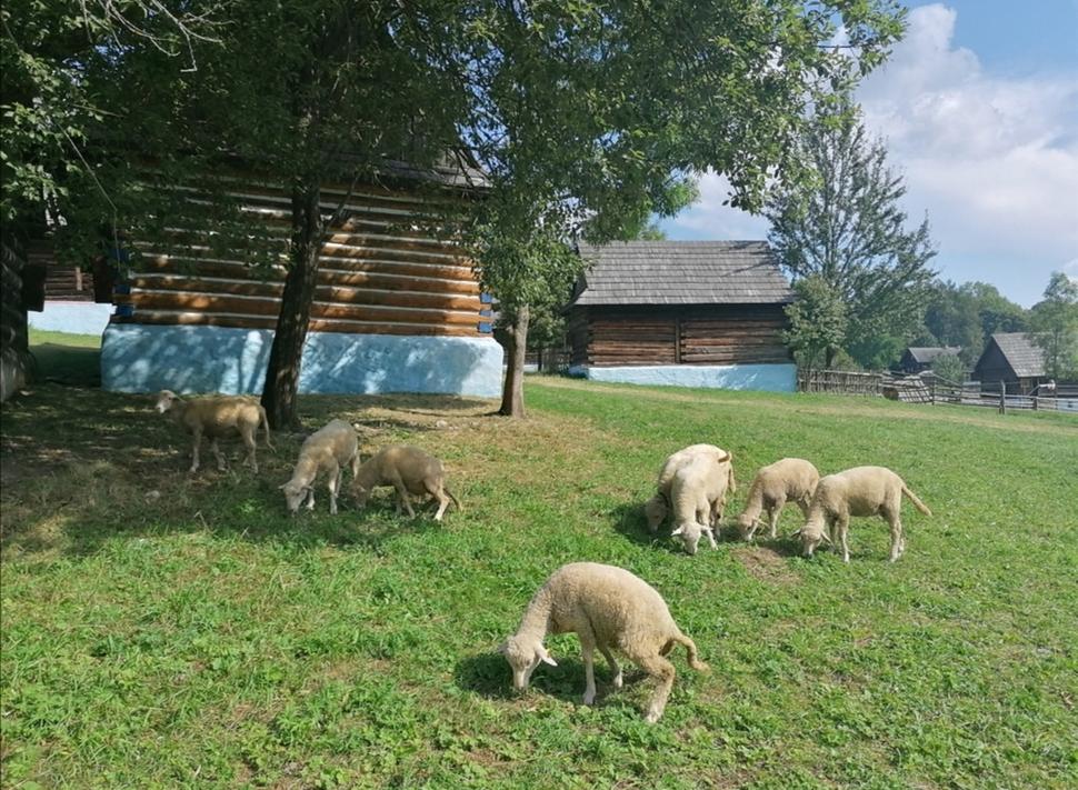 ovečky,