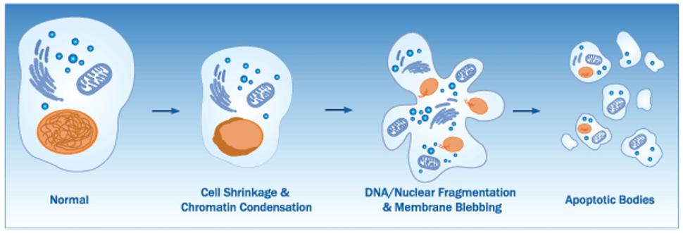 Obr. 4: Schéma znázorňujúca priebeh apoptózy, programovej bunkovej smrti, rakovinovej bunky. Zdroj: https://www.novusbio.com/antibody-news/antibodies/what-are-the-major-differences-between-apoptosis-necroptosis-and-autophagy