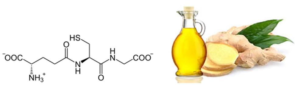 Obr. 4: 6-gingerol zvyšuje bunkovú syntézu jedného z najsilnejších antioxidantov ľudského tela, glutatiónu, čím rádovo zvyšuje svoju účinnosť a rozširuje paletu pozitívneho vplyvu na ľudský organizmus. Zdroje: https://www.wikiskripta.eu/w/Glutathion, https://www.et-chem.com/ginger-nutrition-6-gingerol-manufacturer-supplier/