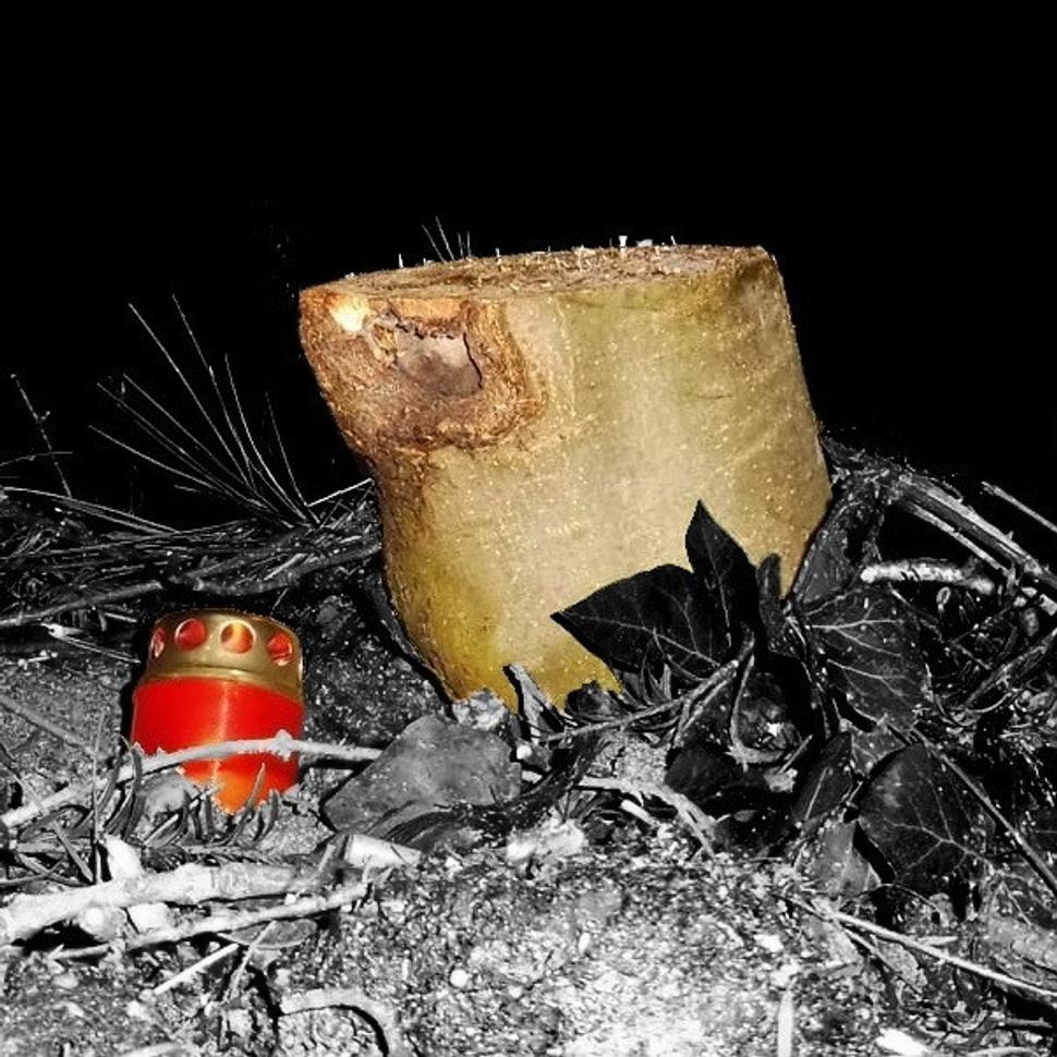 Panychída za stromy na Drotárskej ceste
