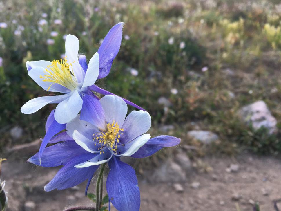 Symbol Koloráda - orlíček nebeský (Aquilegia coerulea)