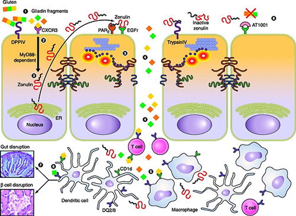 Obr. 2: Iné zobrazenie princípu priechodnosti čreva so znázornením vplyvu gluténu či zonulínu na receptory. Zdroj: https://journals.physiology.org/doi/full/10.1152/physrev.00003.2008