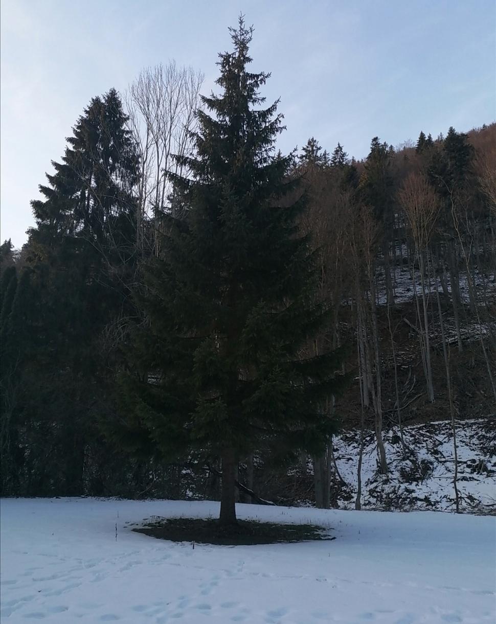 strom pri pamätníku s bezsnehovou zónou