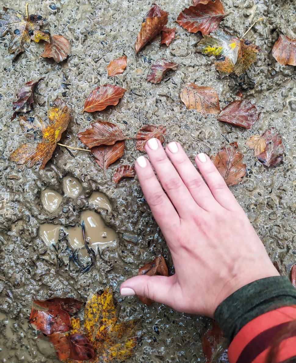 Okrem čemerice purpurovej je v logu znázornený aj vlk dravý - predstaviteľ poloninskej fauny. Súčasne prvá zmienka o Bukovských vrchoch, ktoré sú geomorfologickým celkom na väčšine územia NP Poloniny, niesla historický názov Vlčie hory. Fotografia čerstvej stopy vlka je zachytená v pralese Stužica.