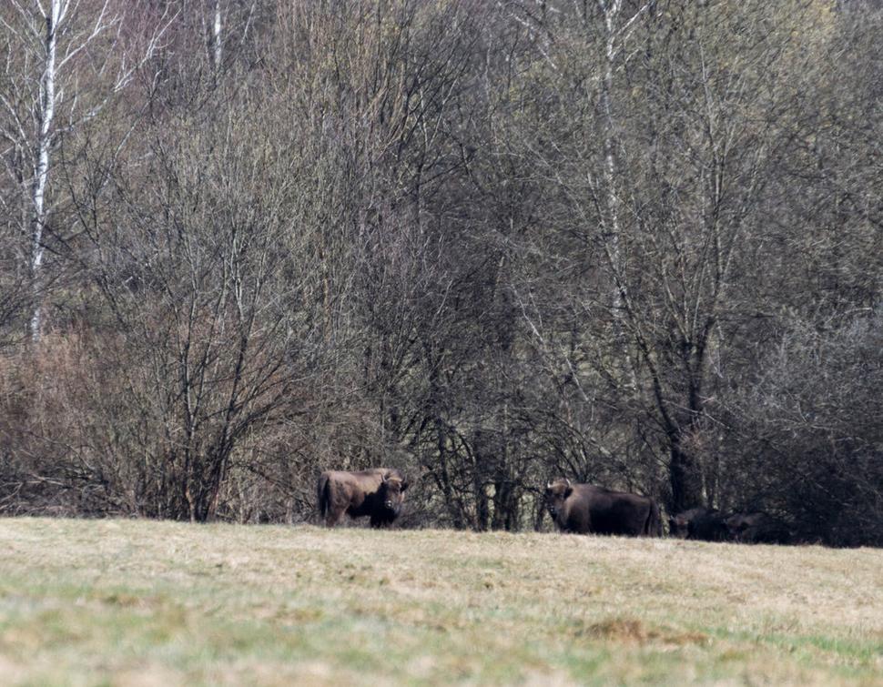 Nadácia Aevis zastrešená aj v Poloninách ponúka exkurzie v teréne a pri kúsku šťastia sa vám podarí zazrieť týchto unikátnych bylinožravcov. Pre viac info o aktivitách nadácie klikajte na: https://www.aevis.org/