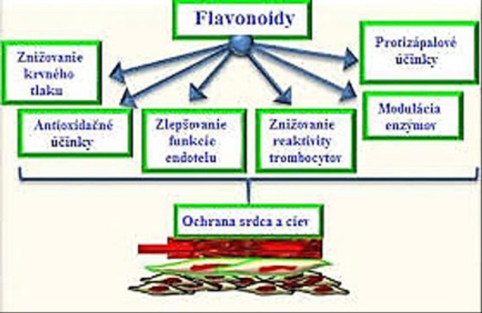 Obr. 9: Niektoré z dôležitých účinkov bioflavonoidov na ľudský organizmus. Zdroj: https://pdfs.semanticscholar.org/4420/cab97ee80c457ab6796a285275327d3b0a31.pdf