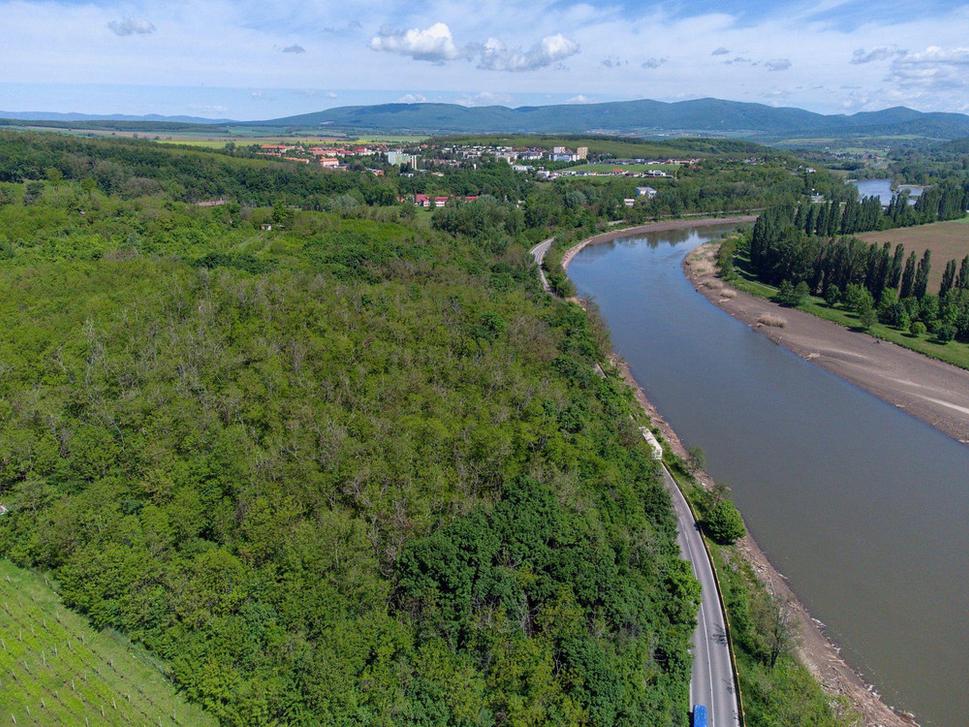 Zvyšky valov hradiska Grác, ktoré sa kedysi rozprestieralo nad strmým zrázom k rieke, zakrýva agátový les.