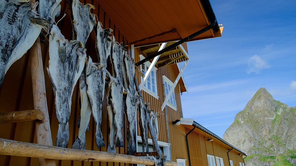 Sušené ryby v Hamnøy