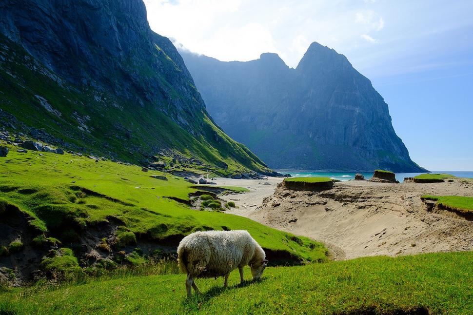 Kalvika Beach nás privíta ovečkami