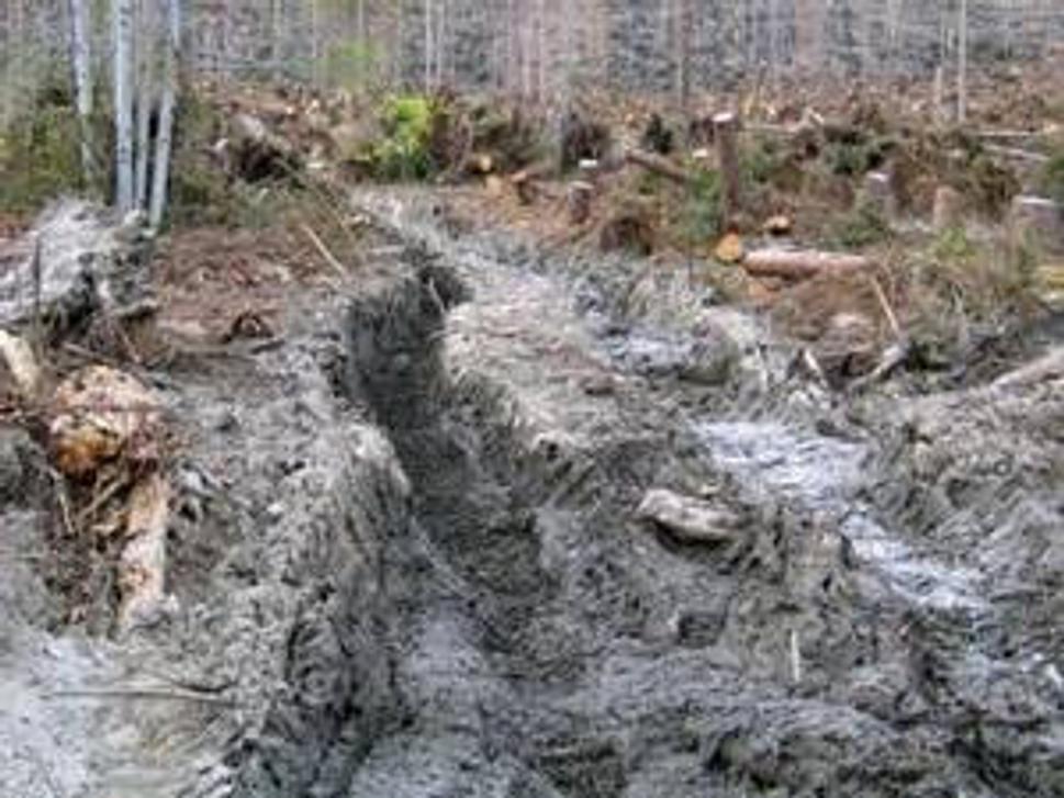 "Zabezpecenie" funcii lesa ťažbou dreva.
