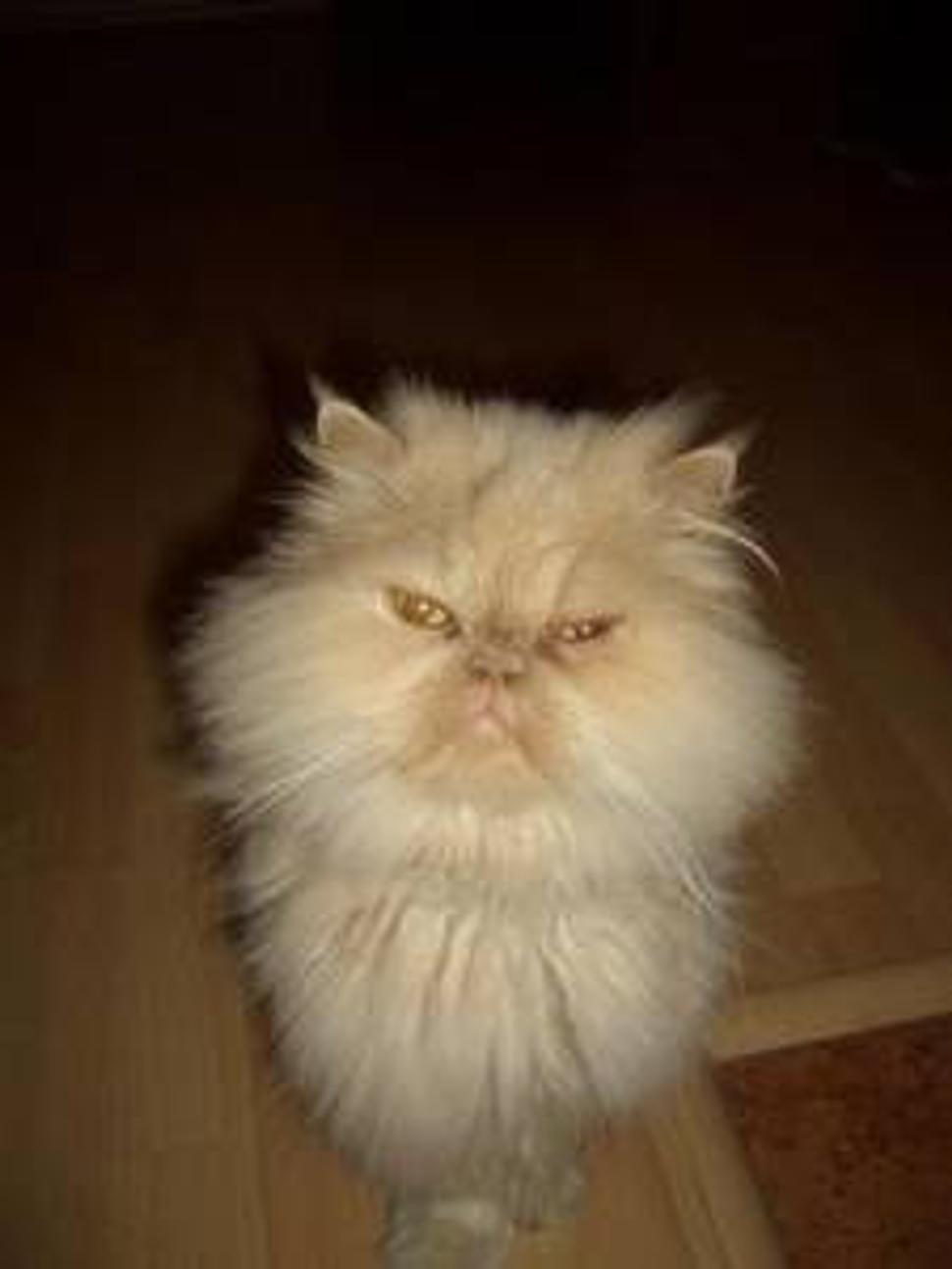 môj Garfield