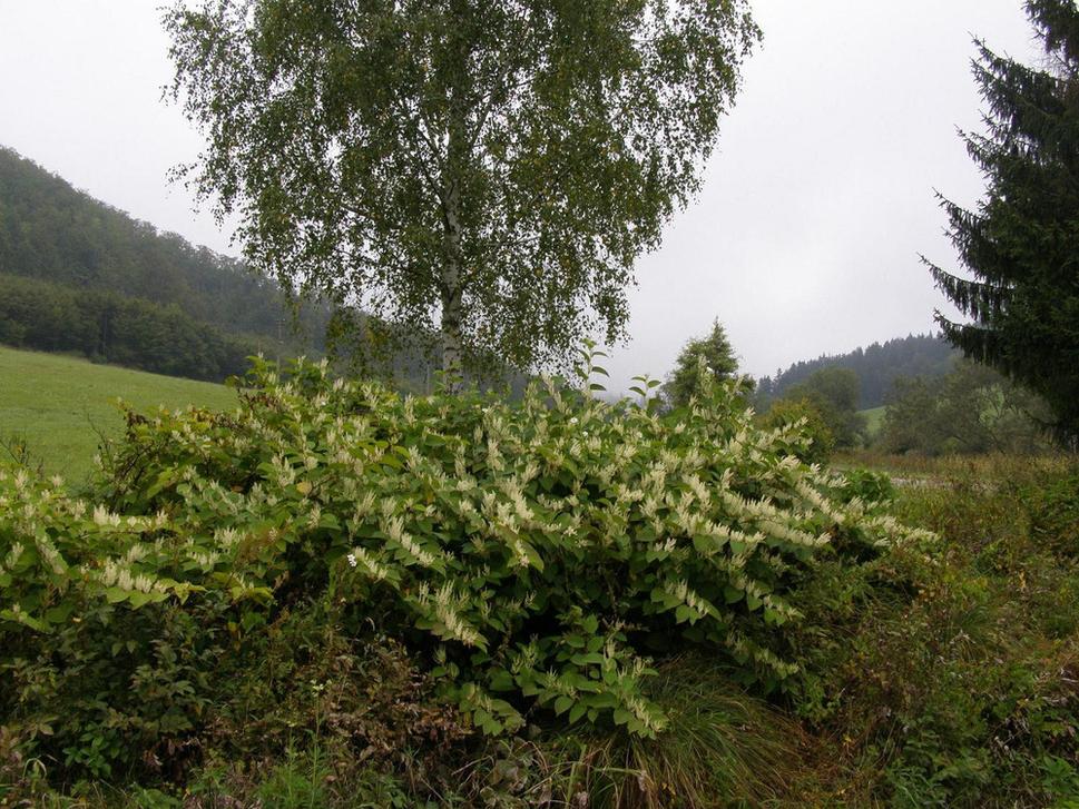 Obrázok blogu