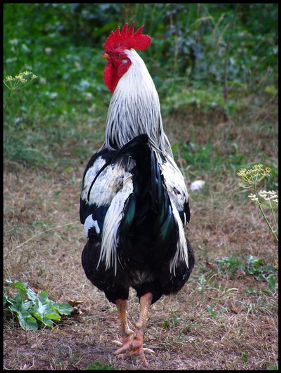 Obrázok blogu