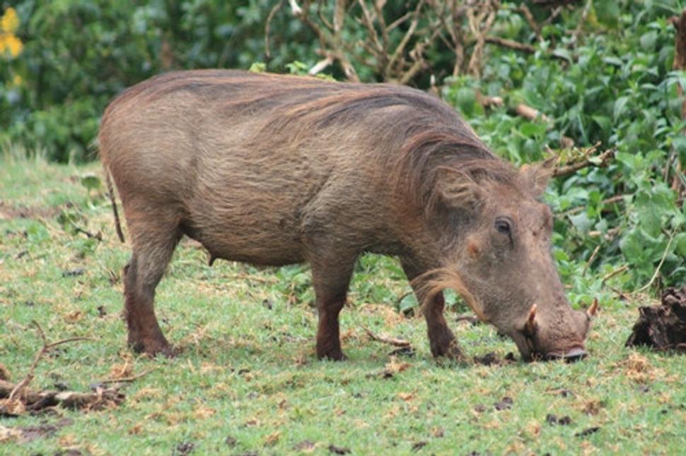 Africká sviňa