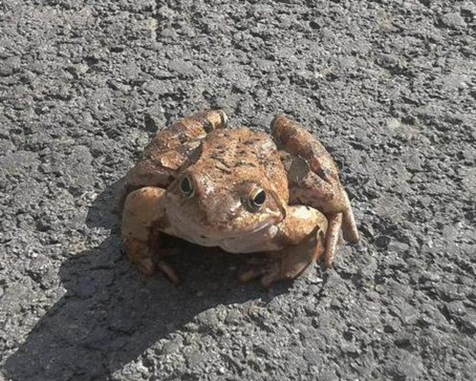 Obrázok blogu
