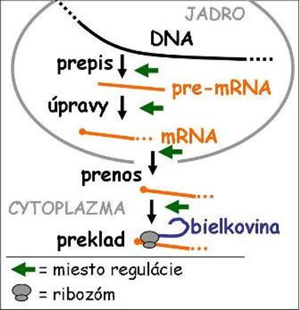 Obr. 1: Expresia génu kódujúceho bielkovinu zahŕňa kroky od prepisu génu z DNA po preklad na ribozómoch a regulovaná je na niekoľkých stupňoch.