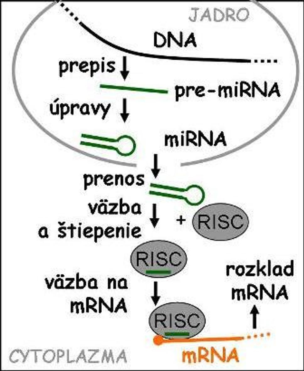 Obr. 2.: RNA interferencia je jedným z procesov regulácie na úrovni mRNA. Zúčastňujú sa jej mikroRNA a proteínové komplexy (ako RISC) a vedie zväčša k rozkladu cieľovej RNA, čím zabráni jej prepisu do proteínu.