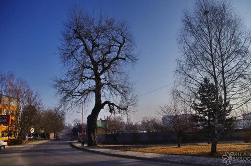 Obrázok blogu