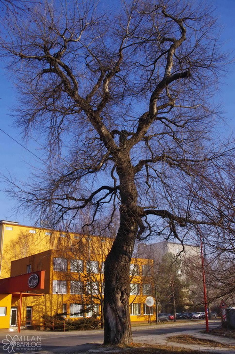 Obrázok blogu