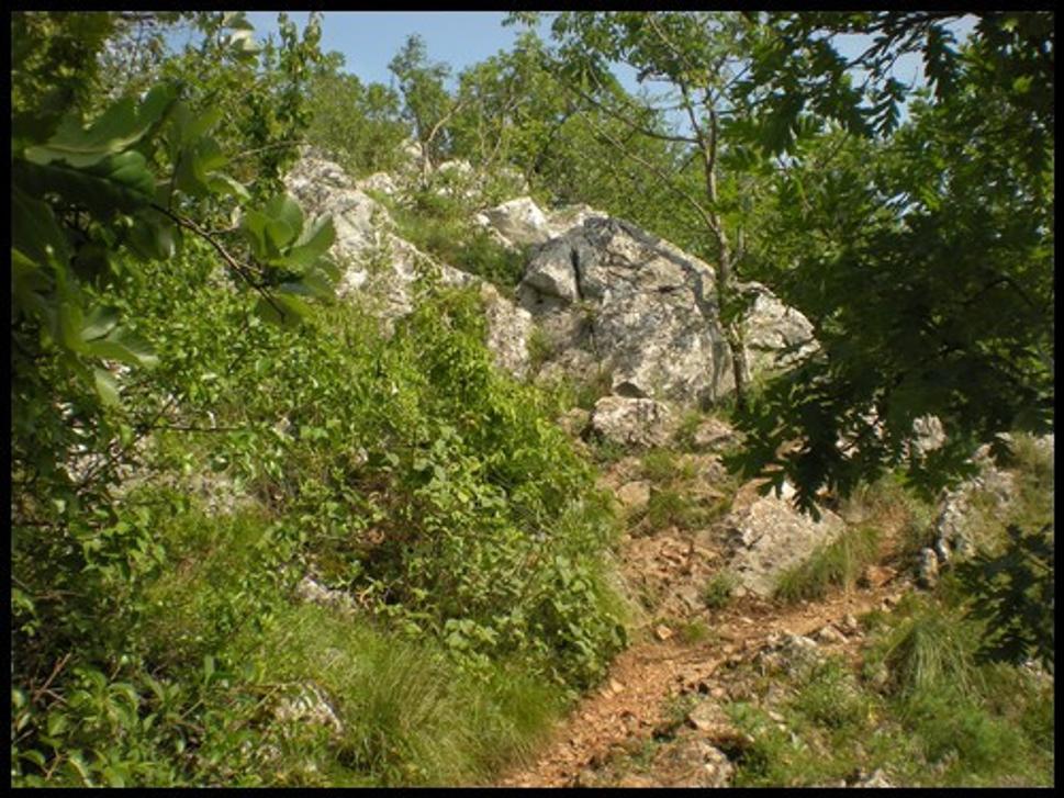 cesta