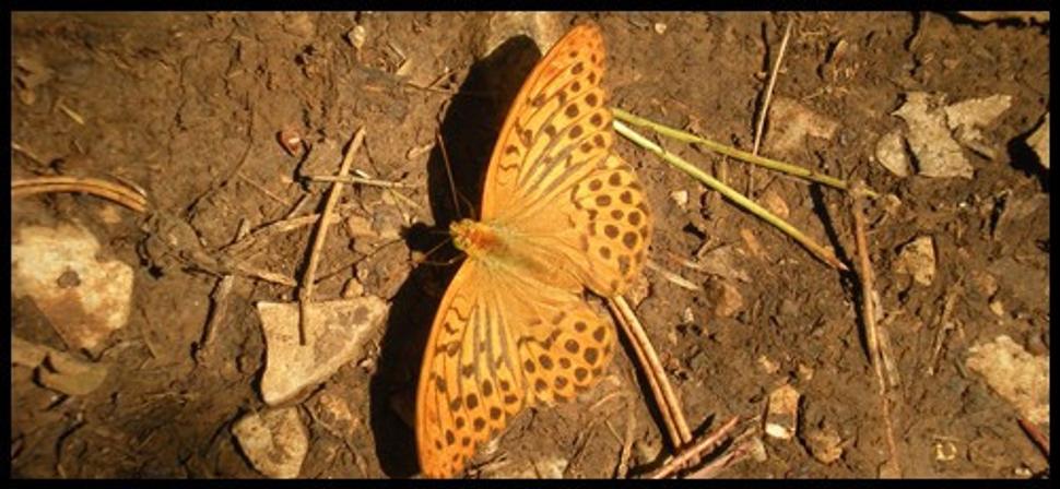 motyl