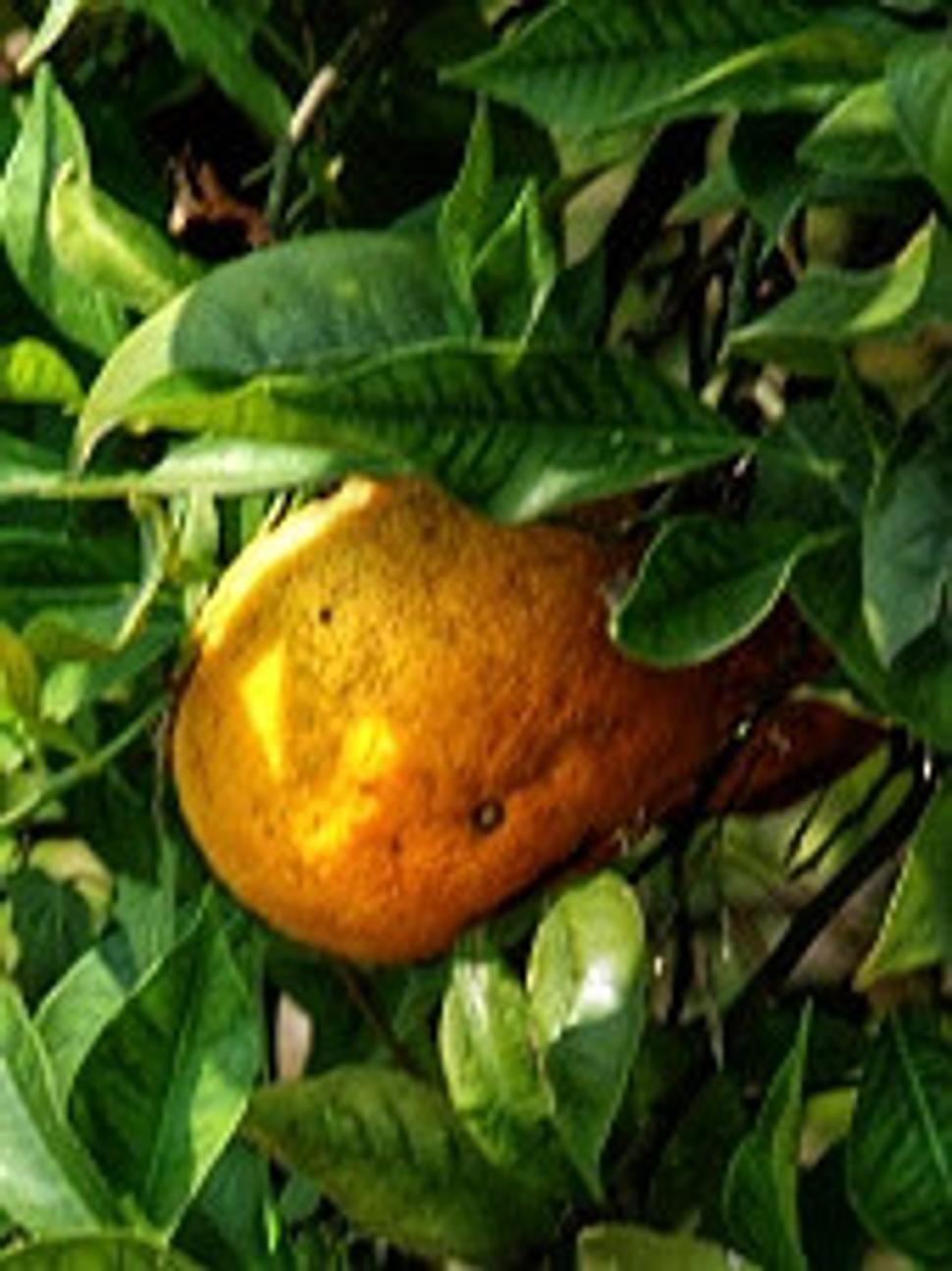 pomaranč