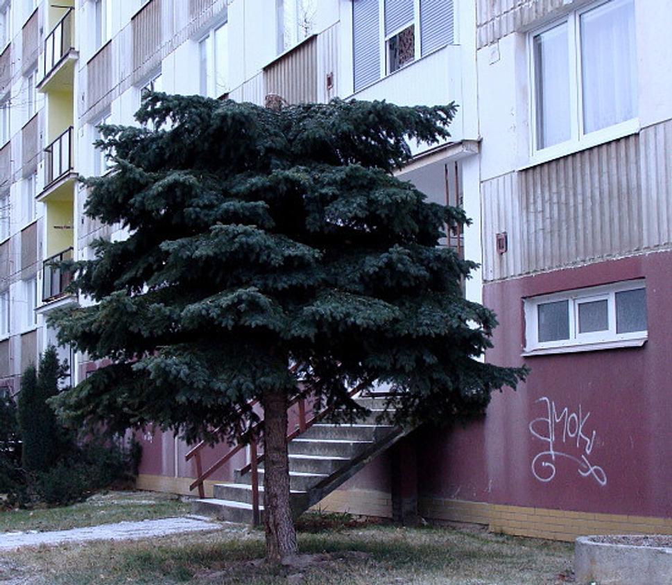 Obrázok blogu