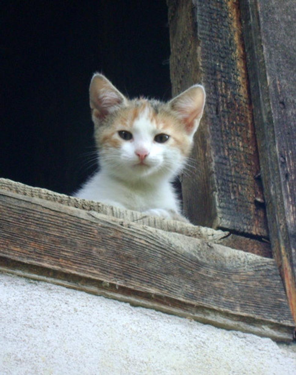 Mimi slečinka