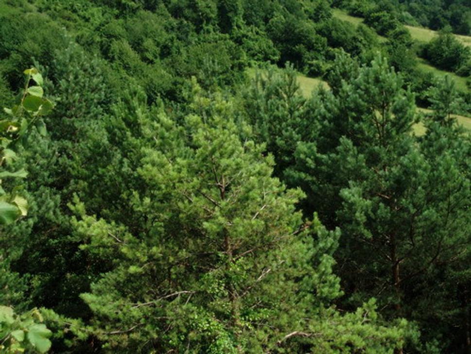 Borovicové háje na planine hradného vrchu
