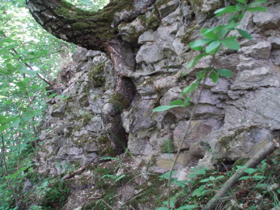 Zrúcaniny obvodovej hradby (severný okraj skalnej vyvýšeniny hrádku)