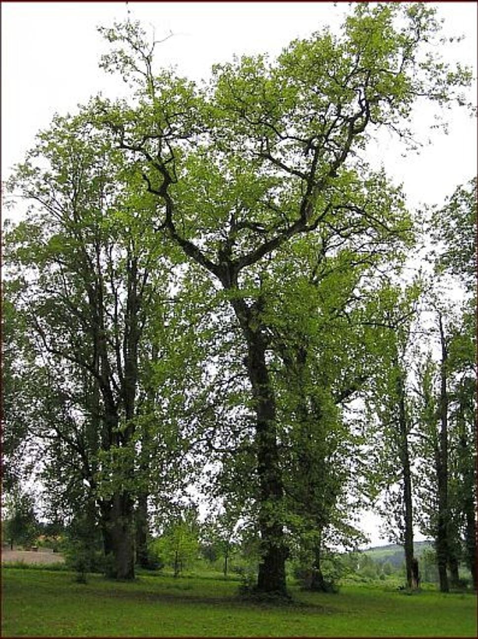 Obrázok blogu