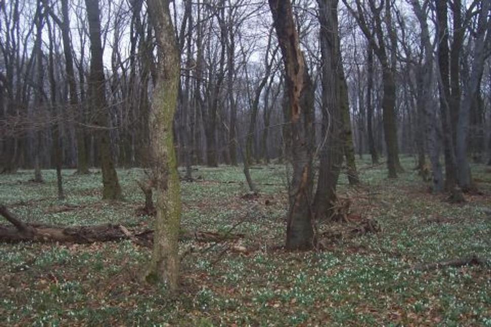 Obrázok blogu