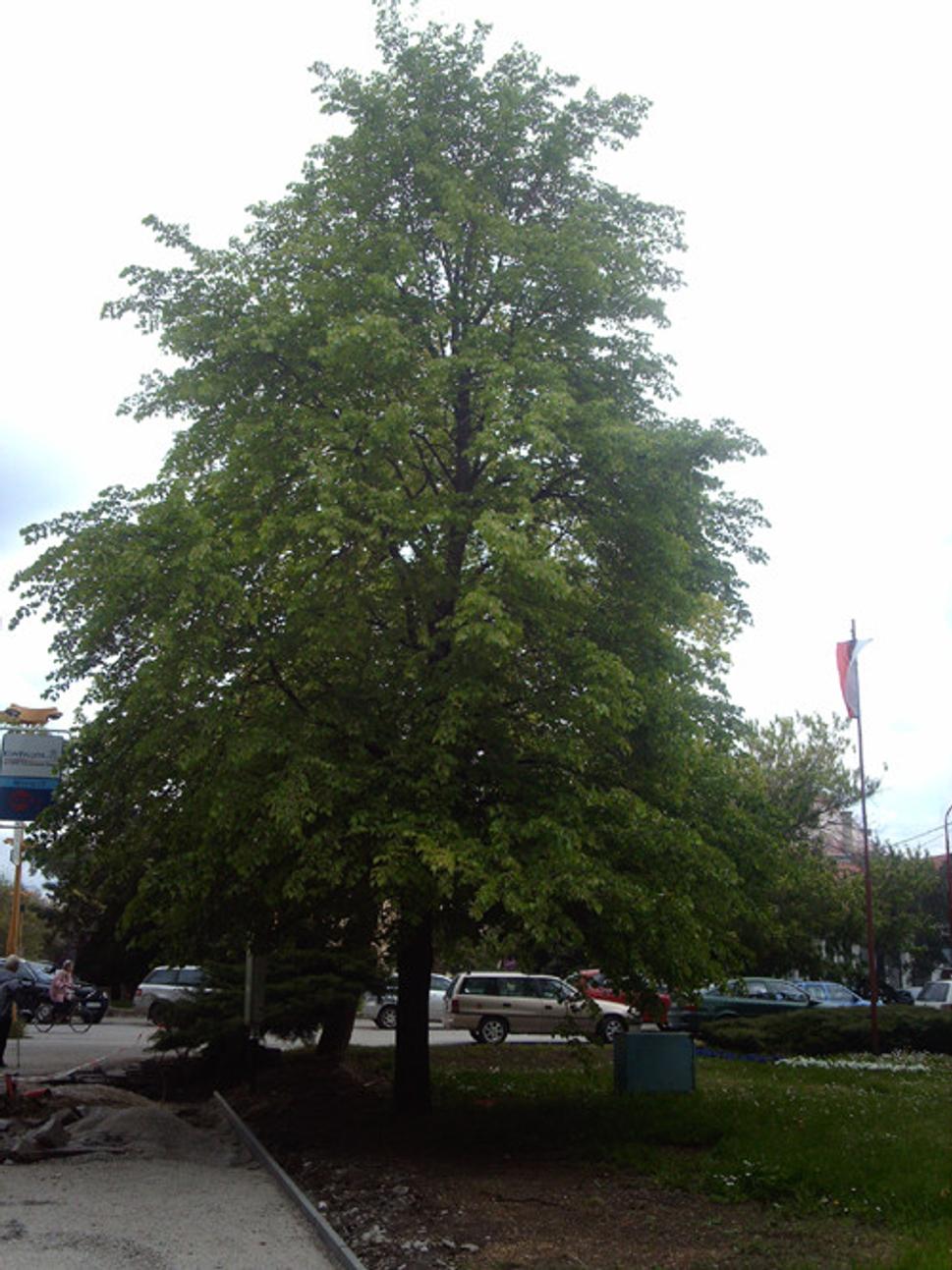 Obrázok blogu