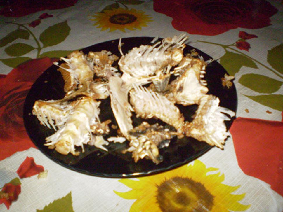 Kosti pterodaktyla