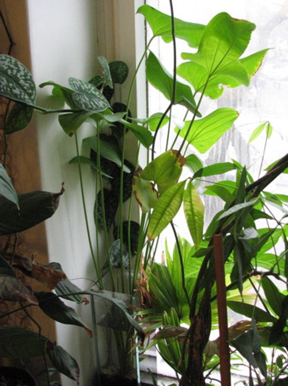 Echonodorus