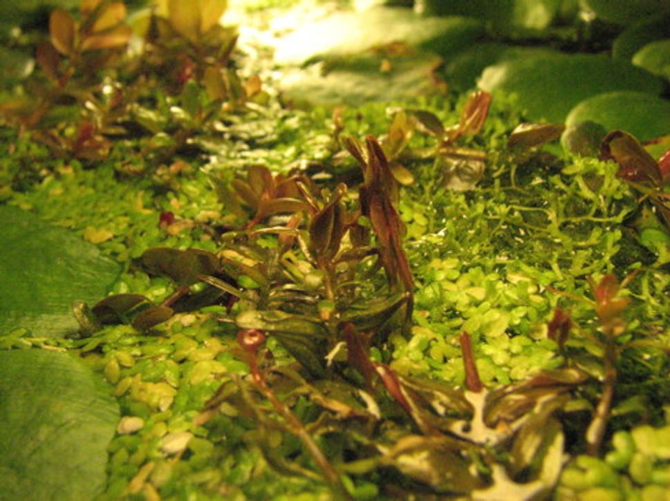 Rotala
