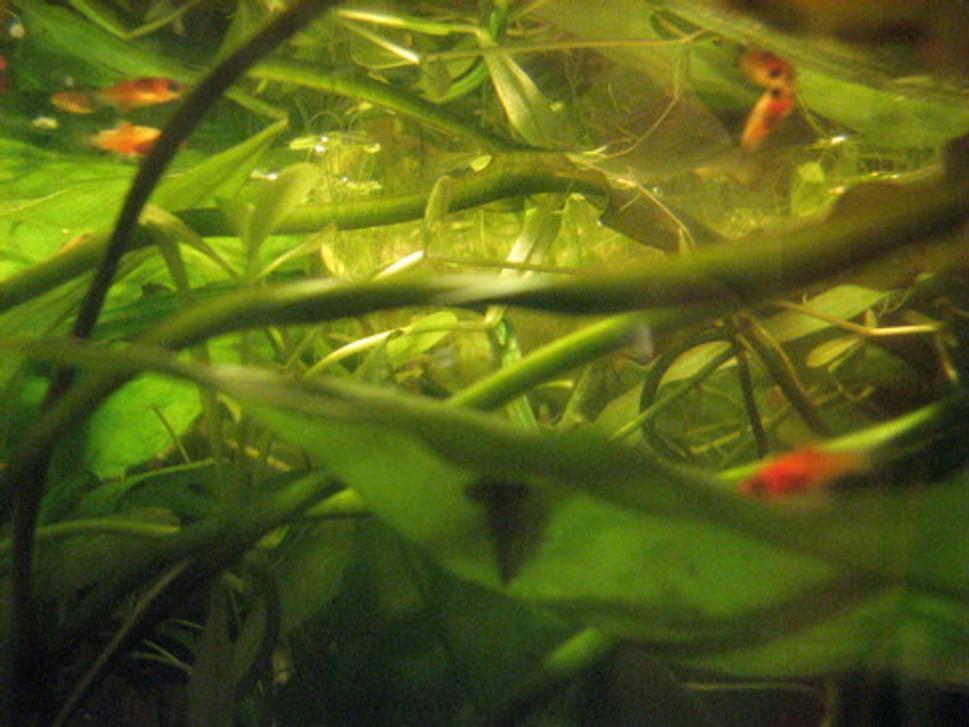 Platy
