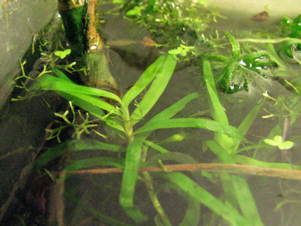 Heterantera