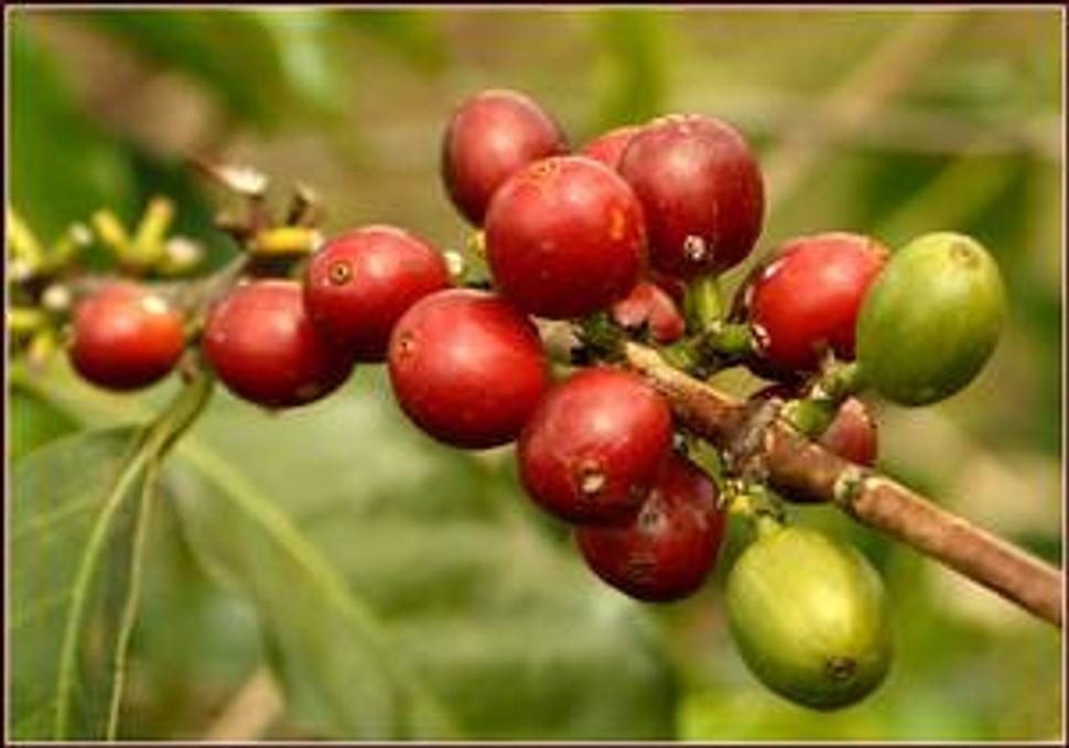 Dozrievajúce plody kávovníka (Craighton Estate, Blue Mountains, Jamaica)