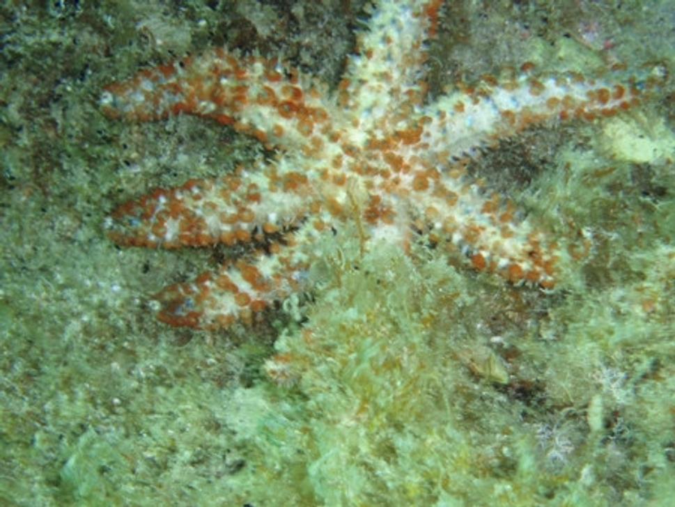 Exotika