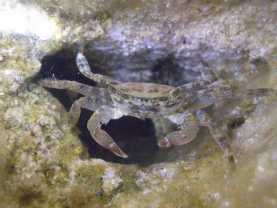 Krab