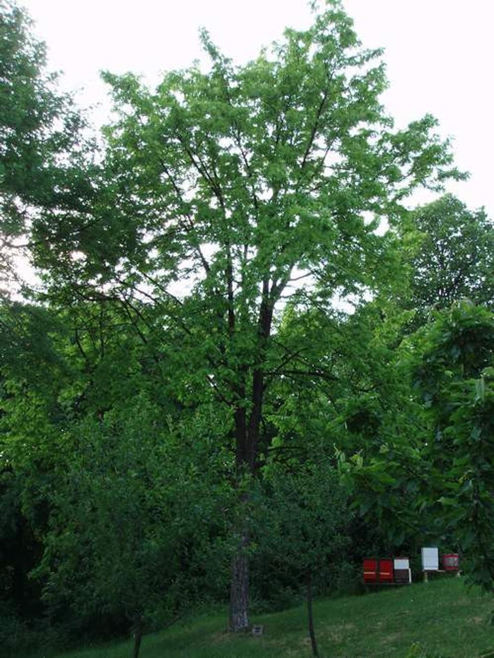 Obrázok blogu